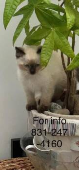 Tugboat -  Birman Cat for Adoption in Santa Cruz, California - Tugboat | PetCurious