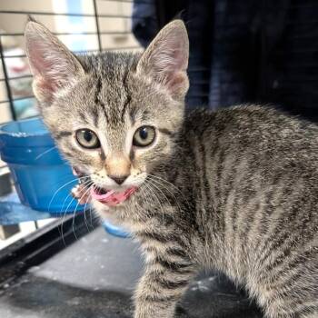 Tasha -  Tabby Cat for Adoption in Wilmington, Ohio - Tasha | PetCurious