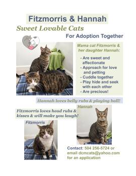Sweet Fritzmorris and Her Precious Daughter Hannah - Loving Purr -  Tabby Cat for Adoption in Metairie, Louisiana - Sweet Fritzmorris And Her Precious Daughter Hannah - Loving Purr | PetCurious