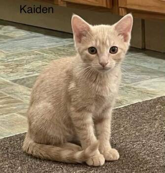 Tabby Cats Available for Adoption in Wyandotte, Michigan - Kaiden | PetCurious