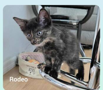 Rescue Tortoiseshell Cats for Adoption in Orlando, Florida - Rodeo ( Orlando Fl) | PetCurious