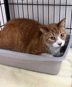 Domestic Short Hair Cats Available for Adoption in Savannah, Georgia - Mandy | PetCurious