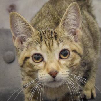 Wendy -  Tabby and Domestic Short Hair Cat for Adoption in Huntley, Illinois - Wendy | PetCurious