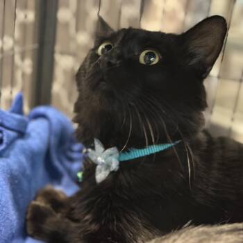Stimpy -  Domestic Medium Hair Cat for Adoption in Matteson, Illinois - Stimpy | PetCurious
