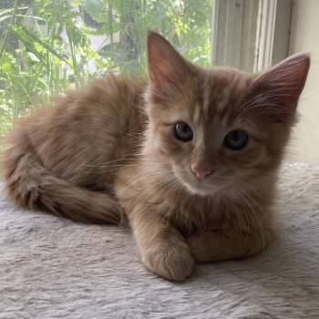 Brulee -  Domestic Short Hair Cat for Adoption in Bismarck, North Dakota - Brulee | PetCurious