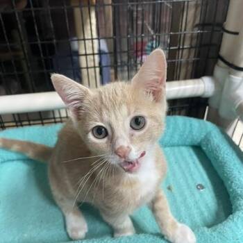 Morgan (3 months) -  Domestic Short Hair Cat for Adoption in Los Angeles, California - Morgan (3 Months) | PetCurious
