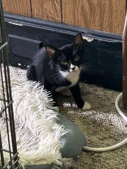 Hannah -  Domestic Short Hair Cat for Adoption in Milltown, New Jersey - Hannah | PetCurious
