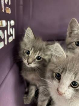 A378976 -  Domestic Short Hair Cat for Adoption in Stockton, California - A378976 | PetCurious