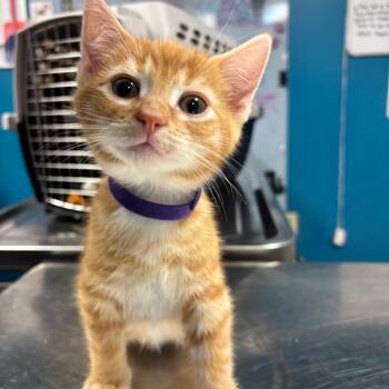 Domestic Short Hair Cats Available for Adoption - Walnut | PetCurious