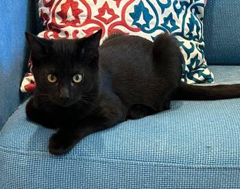 Rory -  Domestic Short Hair Cat for Adoption in Price, Utah - Rory | PetCurious