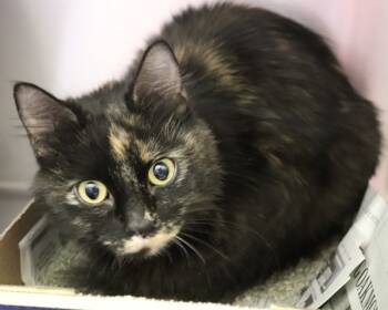 Rescue Domestic Medium Hair Cats for Adoption in Sioux City, Iowa - Autumn | PetCurious