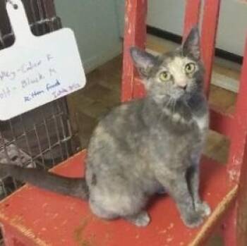 Nezuko -  Domestic Short Hair Cat for Adoption in Libby, Montana - Nezuko | PetCurious