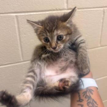 Enchilada -  Domestic Short Hair Cat for Adoption in Winston-salem, North Carolina - Enchilada | PetCurious