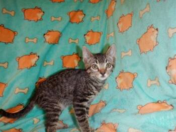 TABASCO -  Domestic Short Hair Cat for Adoption in San Jose, California - TABASCO | PetCurious