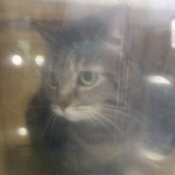 Domestic Short Hair Cats Available for Adoption in Philadelphia, Pennsylvania - Vera | PetCurious