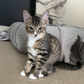 Leo -  Domestic Short Hair Cat for Adoption in Renton, Washington - Leo | PetCurious