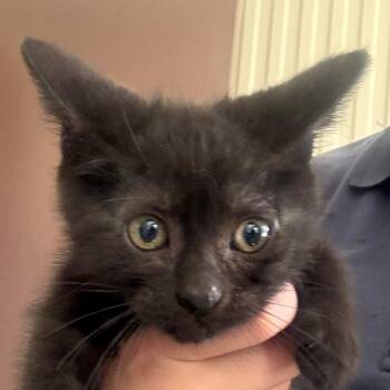 Olive -  Domestic Short Hair Cat for Adoption in Jacksonville, Arkansas - Olive | PetCurious