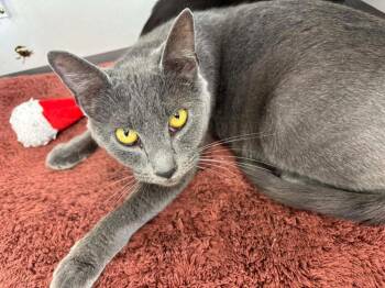 Domestic Short Hair Cats Available for Adoption in Van Wert, Ohio - Lady Violet | PetCurious