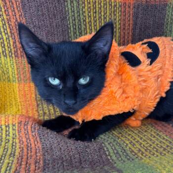 Dusty -  Bombay Cat for Adoption in Mount Vernon, Illinois - Dusty | PetCurious