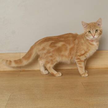 Domestic Short Hair Cats Available for Adoption in Minnetonka, Minnesota - Orange Bear C69010 | PetCurious