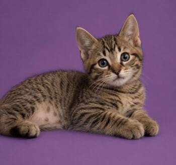 Pine -  Domestic Short Hair Cat for Adoption in Columbia, Tennessee - Pine | PetCurious