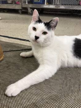 Chaplin -  Domestic Short Hair Cat for Adoption in Royal Oak, Michigan - Chaplin | PetCurious