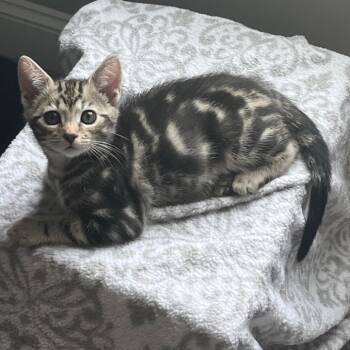 Maui -  Domestic Short Hair Cat for Adoption in Franklin, Tennessee - Maui | PetCurious