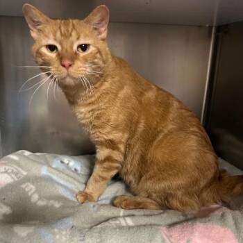 Rescue Domestic Short Hair Cats for Adoption in Stanhope, New Jersey - Russel | PetCurious