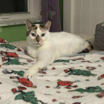 Domestic Short Hair Cats Available for Adoption - Perla | PetCurious