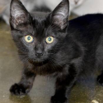 Ruffles -  Domestic Short Hair Cat for Adoption in Los Angeles, California - Ruffles | PetCurious