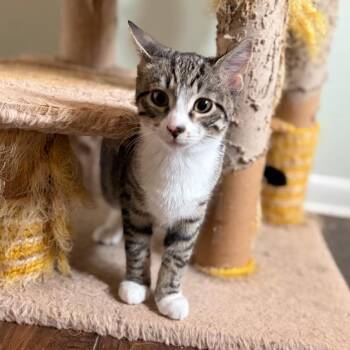 Gio -  Domestic Short Hair Cat for Adoption in Mount Laurel Township, New Jersey - Gio | PetCurious