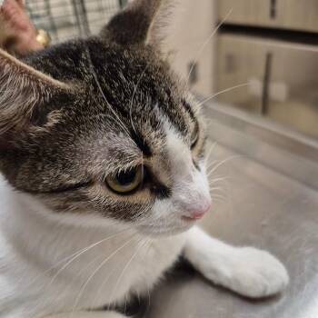 Olive -  Domestic Short Hair Cat for Adoption in Lake Panasoffkee, Florida - Olive | PetCurious
