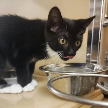 Sunkist -  Domestic Short Hair Cat for Adoption in Toledo, Ohio - Sunkist | PetCurious