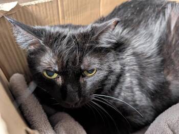 Maine Coon Cats Available for Adoption in Herndon, Virginia - Lucille | PetCurious