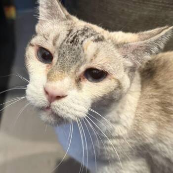 Casper -  Siamese Cat for Adoption in Alexandria, Virginia - Casper | PetCurious
