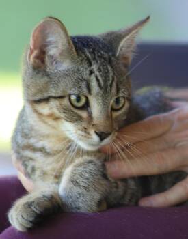 Nash -  Domestic Short Hair Cat for Adoption in North Fort Myers, Florida - Nash | PetCurious