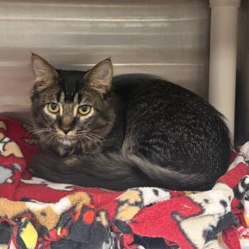 Pita Boy C12580 -  Domestic Medium Hair Cat for Adoption - Pita Boy C12580 | PetCurious