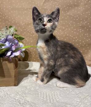 Matriarch -  Domestic Short Hair Cat for Adoption in Groveland, Massachusetts - Matriarch | PetCurious