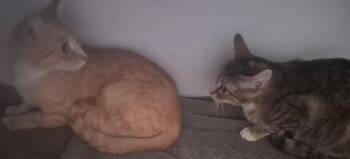 Cinnamon -  Domestic Short Hair Cat for Adoption in Oviedo, Florida - Cinnamon | PetCurious
