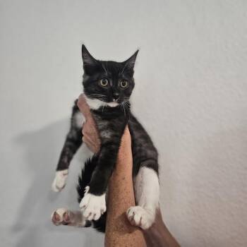 Boppity -  Domestic Short Hair Cat for Adoption in Spokane, Washington - Boppity | PetCurious