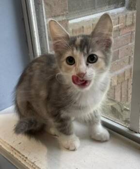 Rescue Dilute Calico and Domestic Medium Hair Cats for Adoption in Spring, Texas - Olive-Portofino PetSmart | PetCurious