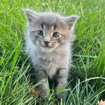 Joan -  Domestic Medium Hair Cat for Adoption in Winston-salem, North Carolina - Joan | PetCurious