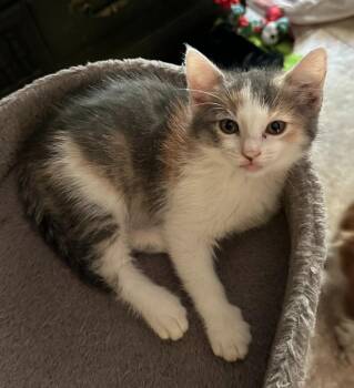 Liberty -  Calico Cat for Adoption in Urbandale, Iowa - Liberty | PetCurious