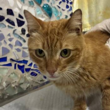 Domestic Short Hair Cats Available for Adoption in Pensacola, Florida - LEO | PetCurious
