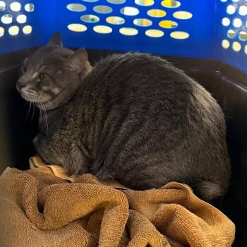 Chiko -  Domestic Short Hair Cat for Adoption in Philadelphia, Pennsylvania - Chiko | PetCurious