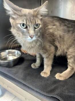 61673540 -  Domestic Medium Hair Cat for Adoption in El Paso, Texas - 61673540 | PetCurious