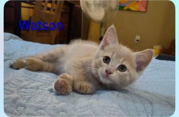 Watson -  Domestic Short Hair Cat for Adoption in Sainte-martine, Quebec - Watson | PetCurious