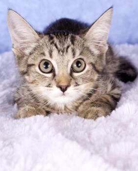 Sawyer -  Domestic Short Hair Cat for Adoption in Gilbert, Arizona - Sawyer | PetCurious