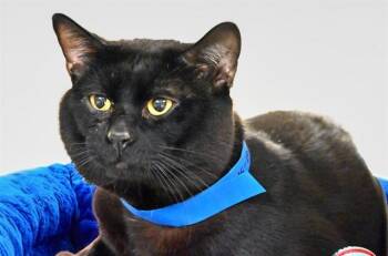 BARRY -  Domestic Short Hair Cat for Adoption in Fort Lauderdale, Florida - BARRY | PetCurious