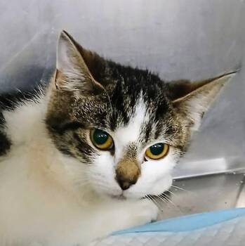 Domestic Short Hair Cats Available for Adoption - Larry | PetCurious